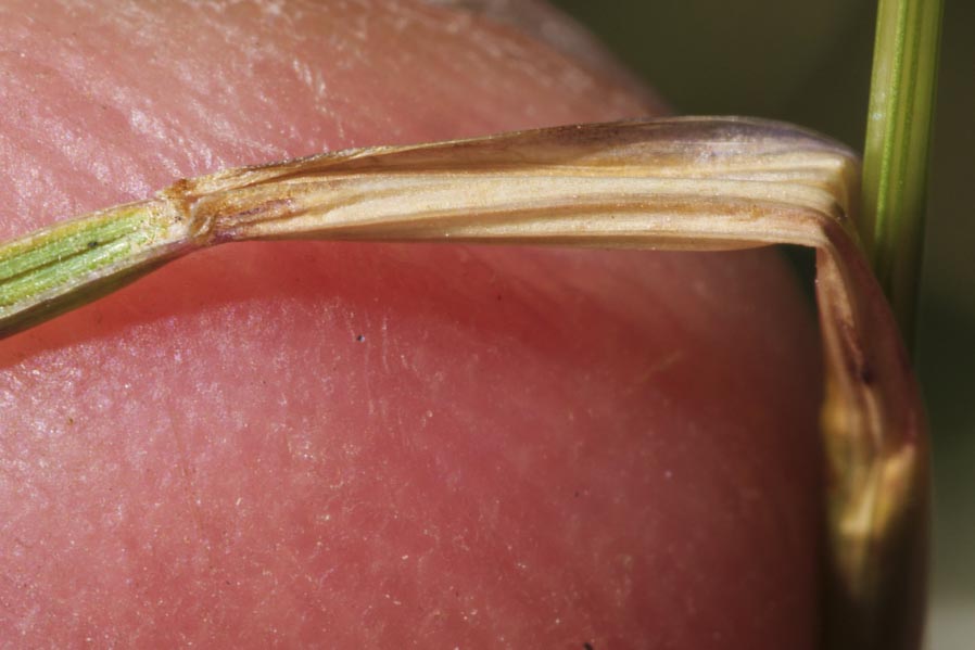 Poaceae: Festuca sp.